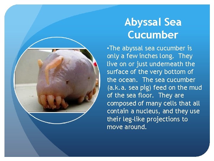 Abyssal Sea Cucumber • The abyssal sea cucumber is only a few inches long. Abyssal Sea Cucumber • The abyssal sea cucumber is only a few inches long.