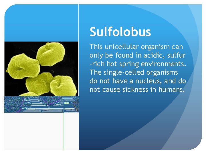 Sulfolobus This unicellular organism can only be found in acidic, sulfur -rich hot spring Sulfolobus This unicellular organism can only be found in acidic, sulfur -rich hot spring