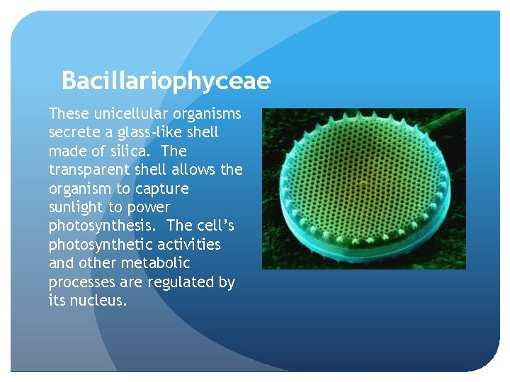Bacillariophyceae These unicellular organisms secrete a glass-like shell made of silica. The transparent shell Bacillariophyceae These unicellular organisms secrete a glass-like shell made of silica. The transparent shell