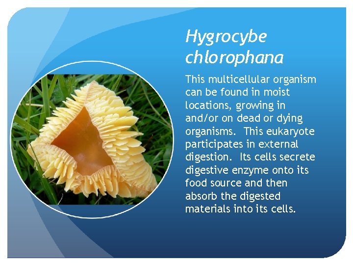 Hygrocybe chlorophana This multicellular organism can be found in moist locations, growing in and/or Hygrocybe chlorophana This multicellular organism can be found in moist locations, growing in and/or