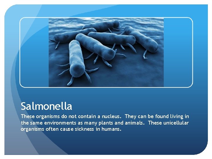 Salmonella These organisms do not contain a nucleus. They can be found living in Salmonella These organisms do not contain a nucleus. They can be found living in