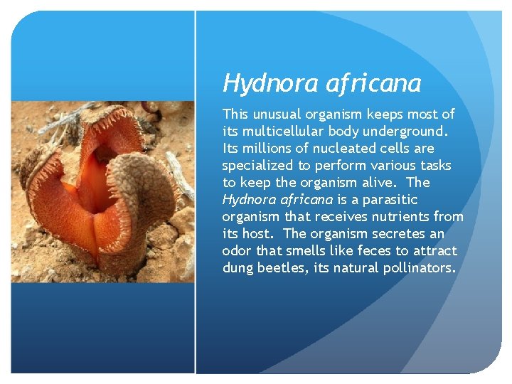 Hydnora africana This unusual organism keeps most of its multicellular body underground. Its millions Hydnora africana This unusual organism keeps most of its multicellular body underground. Its millions