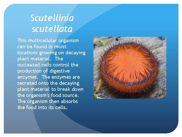 Scutellinia scutellata This multicellular organism can be found in moist locations growing on decaying Scutellinia scutellata This multicellular organism can be found in moist locations growing on decaying