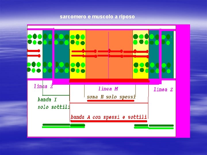 sarcomero e muscolo a riposo 