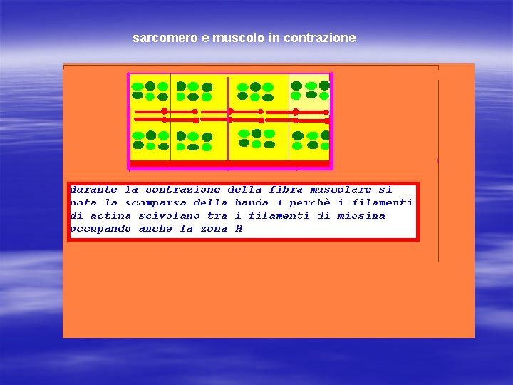 sarcomero e muscolo in contrazione 