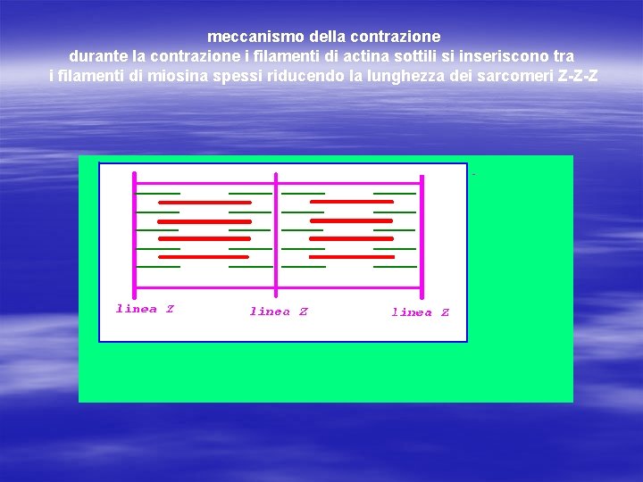 meccanismo della contrazione durante la contrazione i filamenti di actina sottili si inseriscono tra