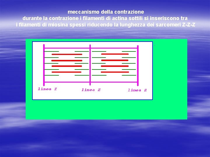 meccanismo della contrazione durante la contrazione i filamenti di actina sottili si inseriscono tra