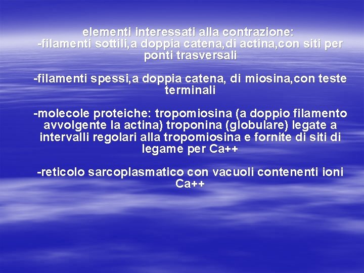 elementi interessati alla contrazione: -filamenti sottili, a doppia catena, di actina, con siti per