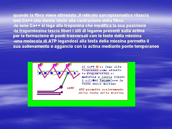 quando la fibra viene stimolata , il reticolo sarcoplasmatico rilascia ioni Ca++ che danno