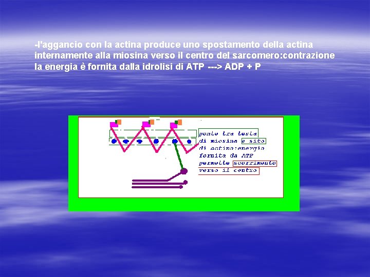 -l'aggancio con la actina produce uno spostamento della actina internamente alla miosina verso il