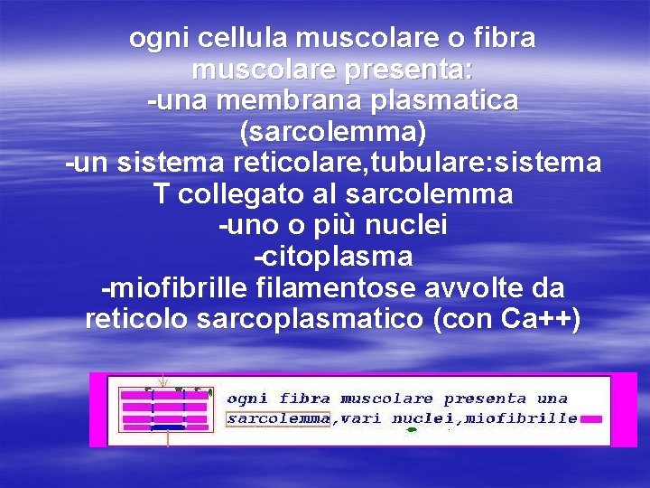ogni cellula muscolare o fibra muscolare presenta: -una membrana plasmatica (sarcolemma) -un sistema reticolare,