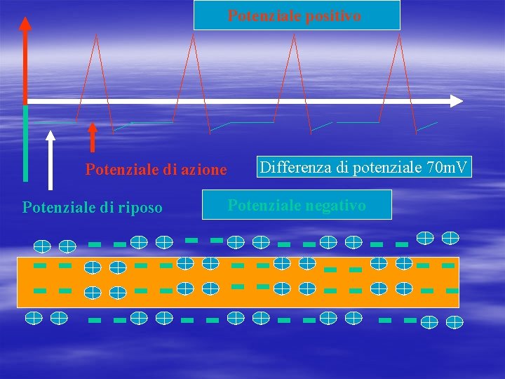 Potenziale positivo Potenziale di azione Potenziale di riposo Differenza di potenziale 70 m. V