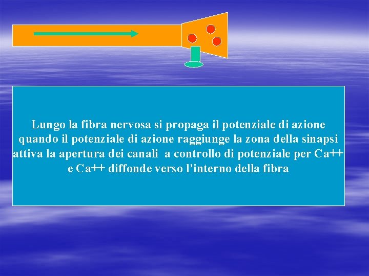 Lungo la fibra nervosa si propaga il potenziale di azione quando il potenziale di