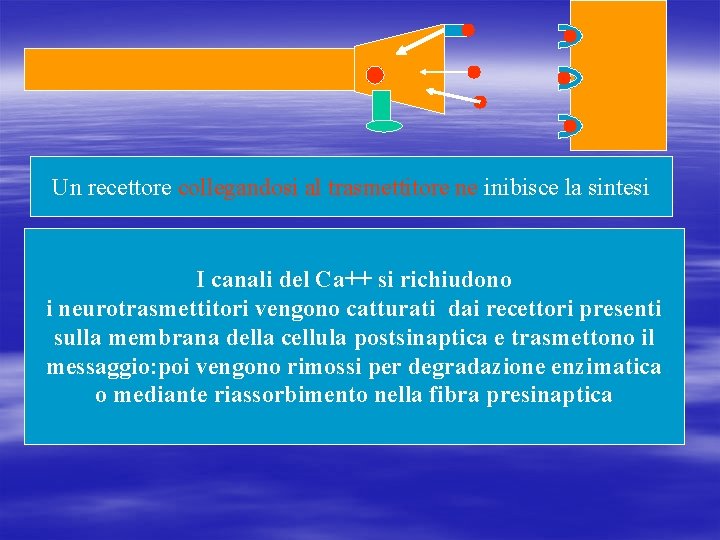 Un recettore collegandosi al trasmettitore ne inibisce la sintesi I canali del Ca++ si
