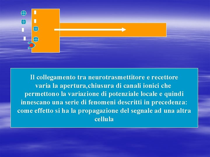 Il collegamento tra neurotrasmettitore e recettore varia la apertura, chiusura di canali ionici che