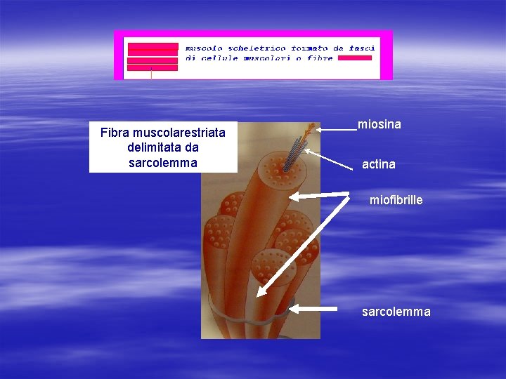 Fibra muscolarestriata delimitata da sarcolemma miosina actina miofibrille sarcolemma 