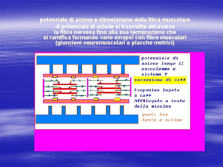 potenziale di azione e stimolazione della fibra muscolare -il potenziale di azione si trasmette