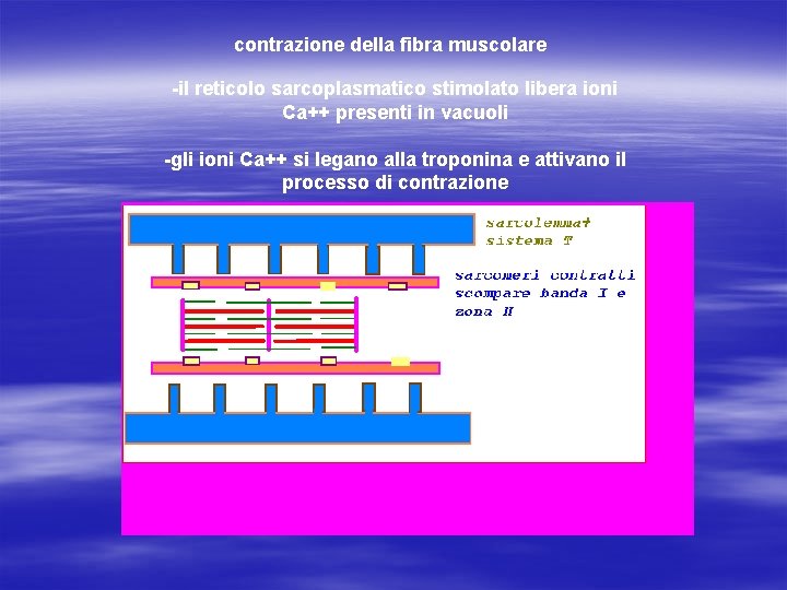 contrazione della fibra muscolare -il reticolo sarcoplasmatico stimolato libera ioni Ca++ presenti in vacuoli