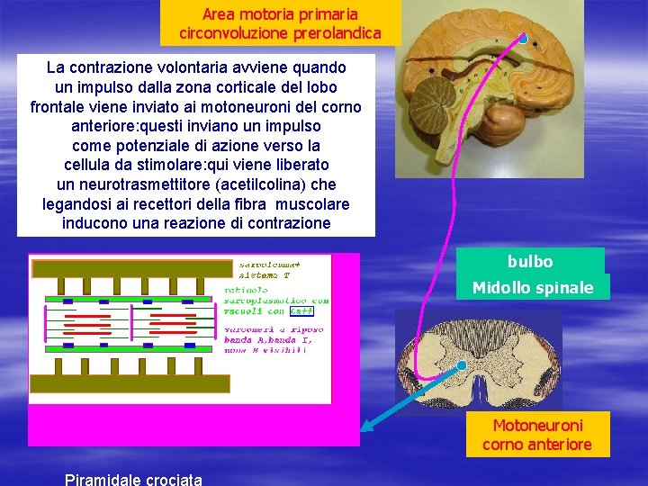 Area motoria primaria circonvoluzione prerolandica La contrazione volontaria avviene quando un impulso dalla zona