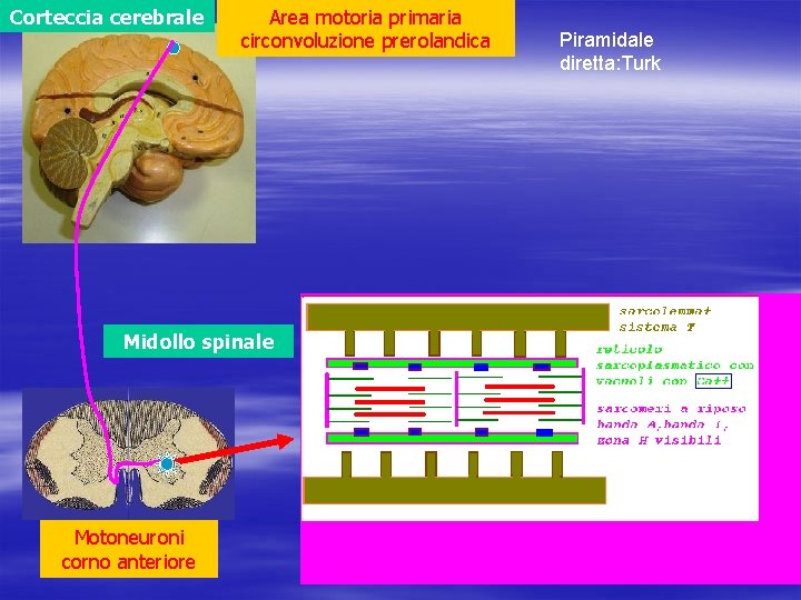 Corteccia cerebrale Area motoria primaria circonvoluzione prerolandica Midollo spinale Motoneuroni corno anteriore Piramidale diretta: