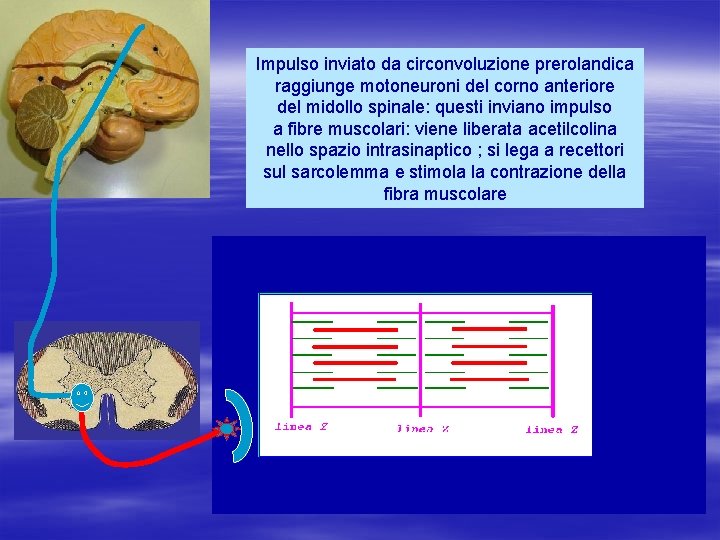 Impulso inviato da circonvoluzione prerolandica raggiunge motoneuroni del corno anteriore del midollo spinale: questi