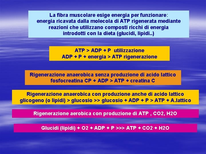 La fibra muscolare esige energia per funzionare: energia ricavata dalla molecola di ATP rigenerata