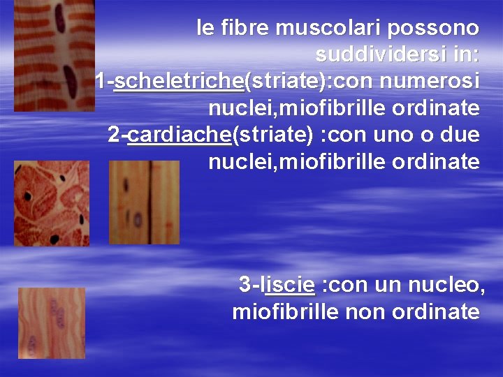 le fibre muscolari possono suddividersi in: 1 -scheletriche(striate): con numerosi nuclei, miofibrille ordinate 2