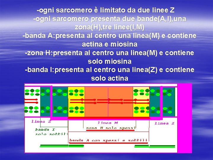 -ogni sarcomero è limitato da due linee Z -ogni sarcomero presenta due bande(A, I),
