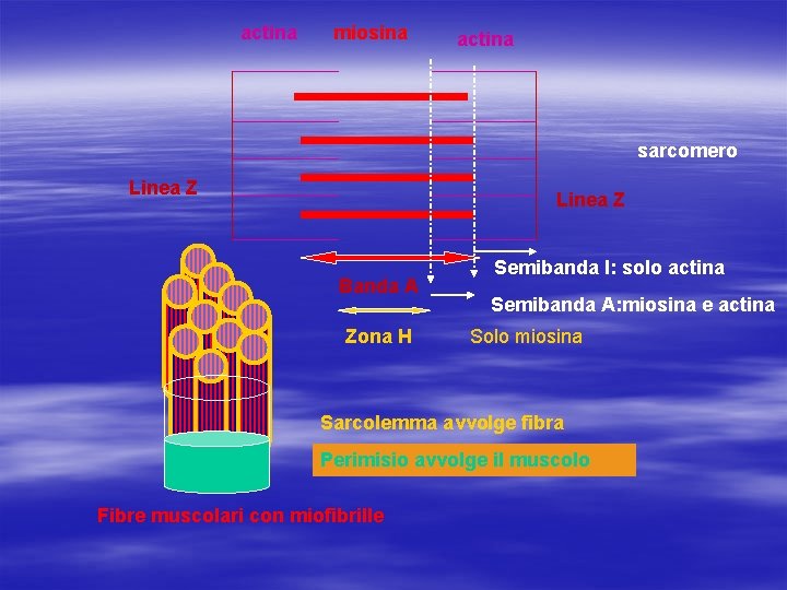 actina miosina actina sarcomero Linea Z Banda A Zona H Semibanda I: solo actina
