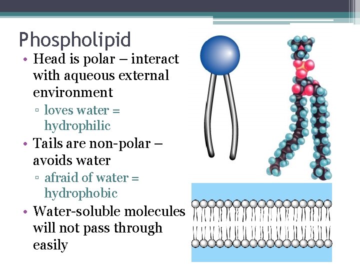 Phospholipid • Head is polar – interact with aqueous external environment ▫ loves water