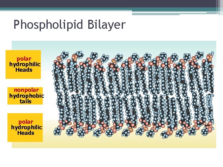 Phospholipid Bilayer polar hydrophilic Heads nonpolar hydrophobic tails polar hydrophilic Heads 