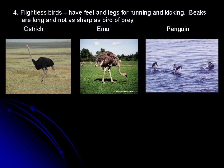 4. Flightless birds – have feet and legs for running and kicking. Beaks are