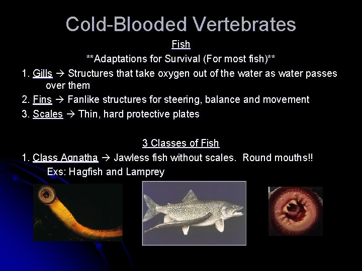 Cold-Blooded Vertebrates Fish **Adaptations for Survival (For most fish)** 1. Gills Structures that take