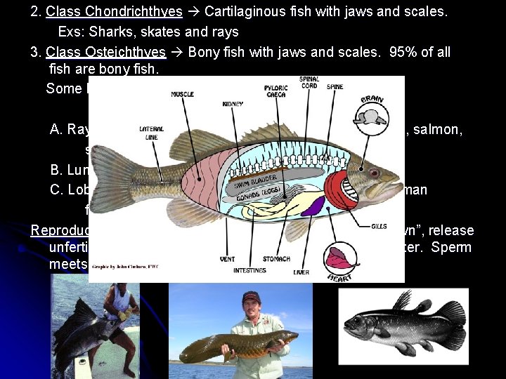 2. Class Chondrichthyes Cartilaginous fish with jaws and scales. Exs: Sharks, skates and rays