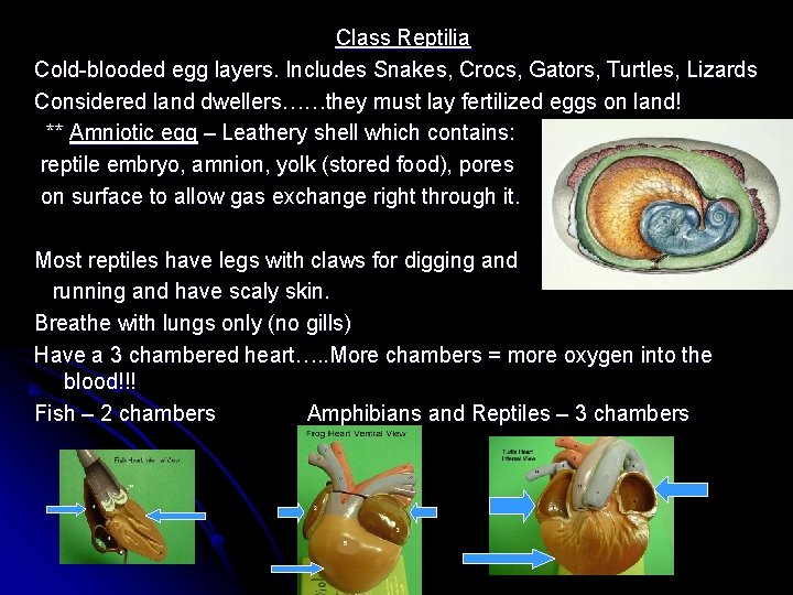 Class Reptilia Cold-blooded egg layers. Includes Snakes, Crocs, Gators, Turtles, Lizards Considered land dwellers……they