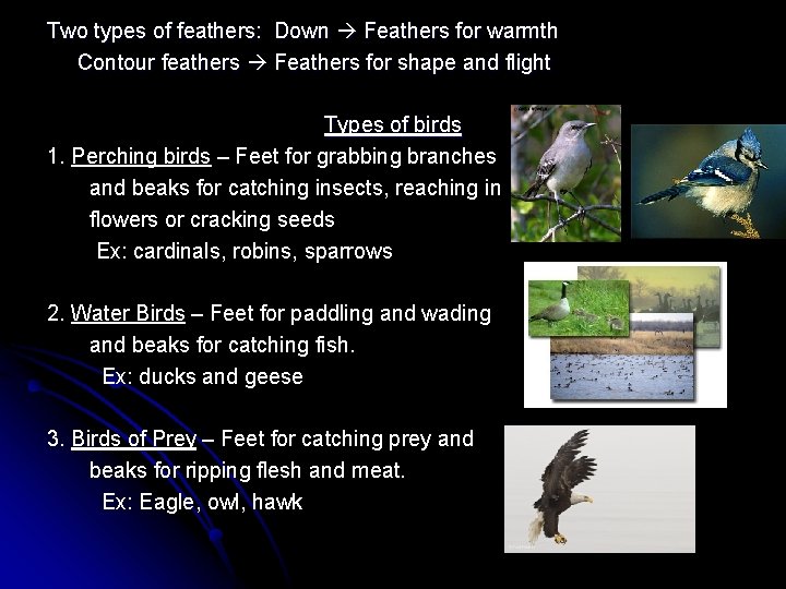 Two types of feathers: Down Feathers for warmth Contour feathers Feathers for shape and