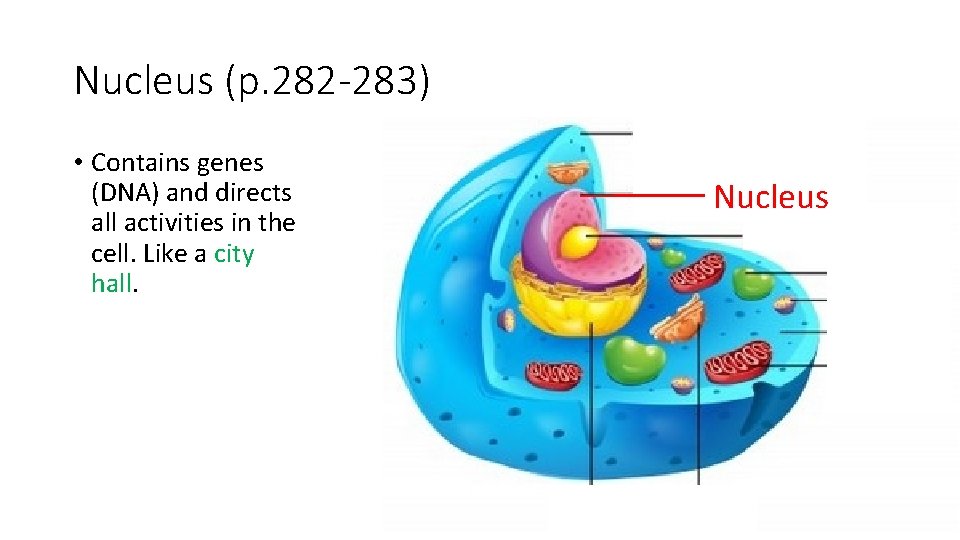 Nucleus (p. 282 -283) • Contains genes (DNA) and directs all activities in the