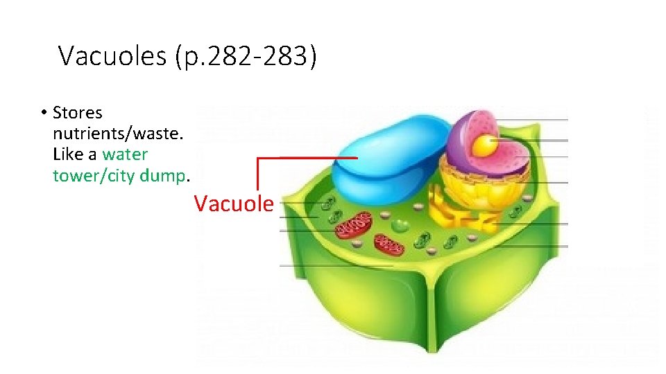 Vacuoles (p. 282 -283) • Stores nutrients/waste. Like a water tower/city dump. Vacuole 