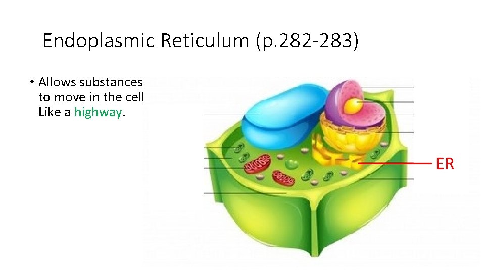 Endoplasmic Reticulum (p. 282 -283) • Allows substances to move in the cell. Like