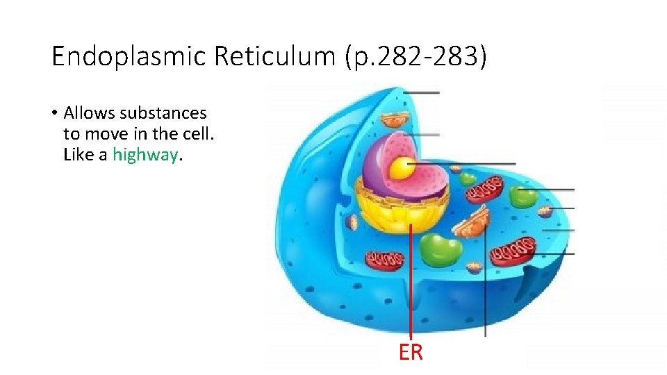 Endoplasmic Reticulum (p. 282 -283) • Allows substances to move in the cell. Like