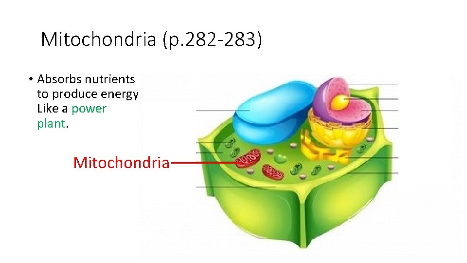 Mitochondria (p. 282 -283) • Absorbs nutrients to produce energy. Like a power plant.