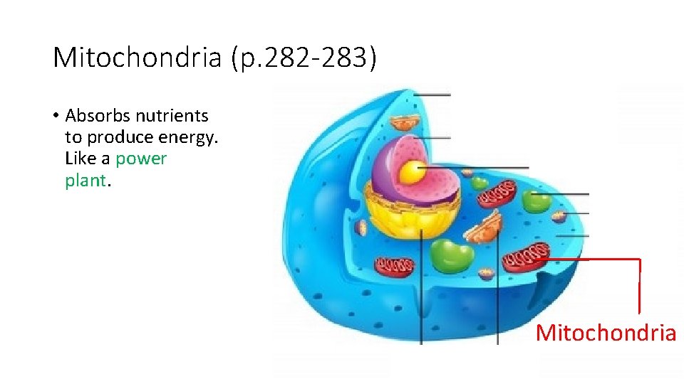 Mitochondria (p. 282 -283) • Absorbs nutrients to produce energy. Like a power plant.