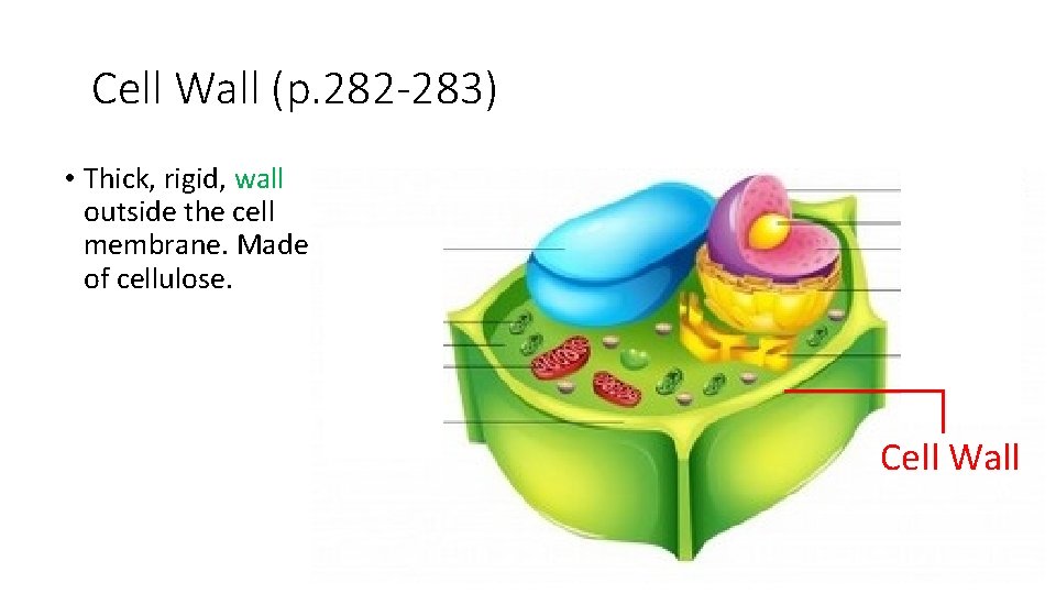 Cell Wall (p. 282 -283) • Thick, rigid, wall outside the cell membrane. Made