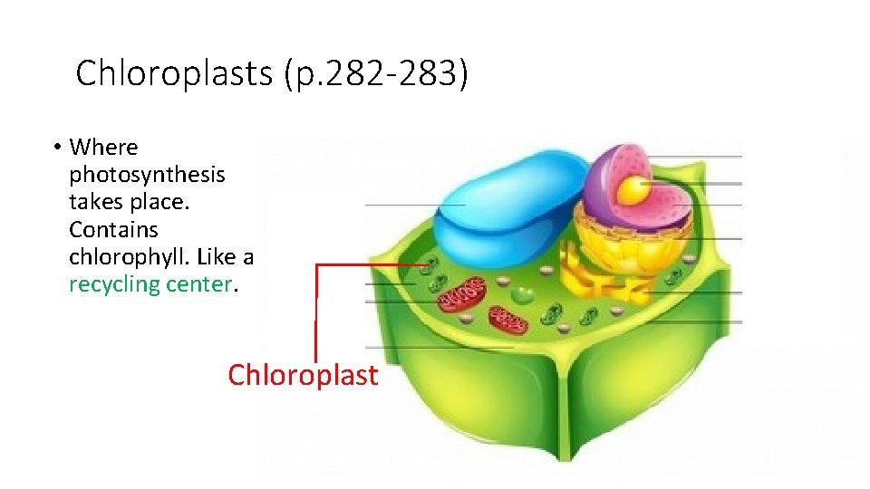 Chloroplasts (p. 282 -283) • Where photosynthesis takes place. Contains chlorophyll. Like a recycling