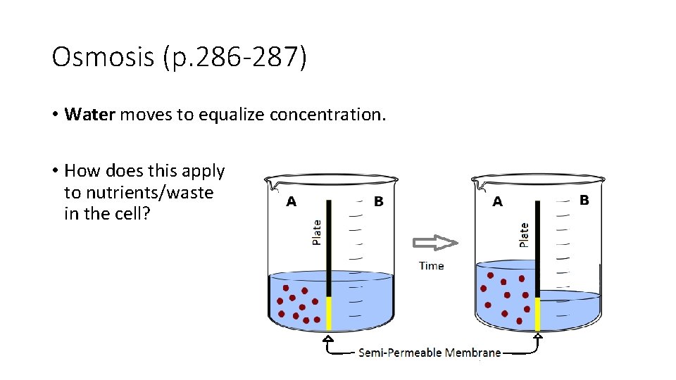 Osmosis (p. 286 -287) • Water moves to equalize concentration. • How does this