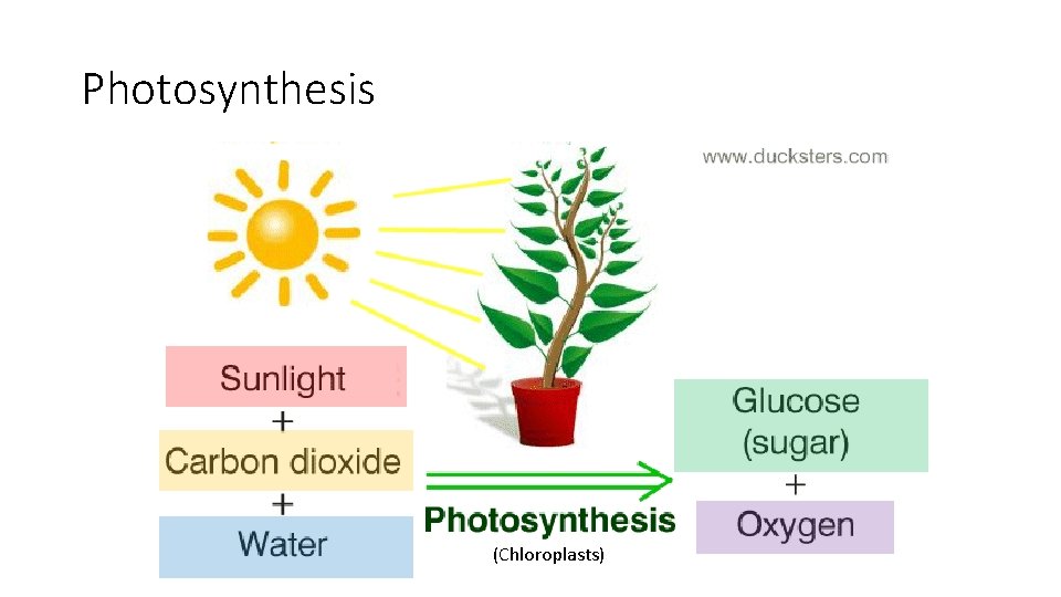 Photosynthesis (Chloroplasts) 