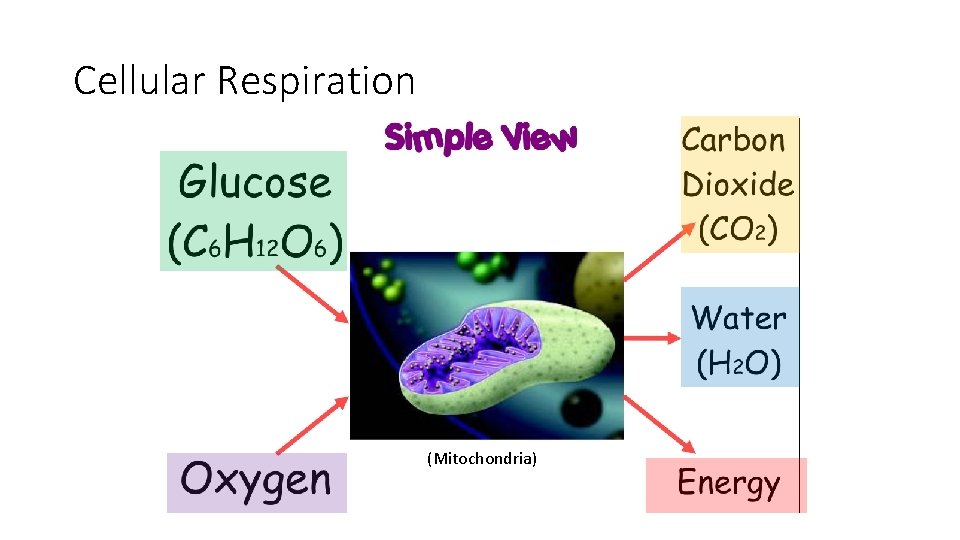 Cellular Respiration (Mitochondria) 