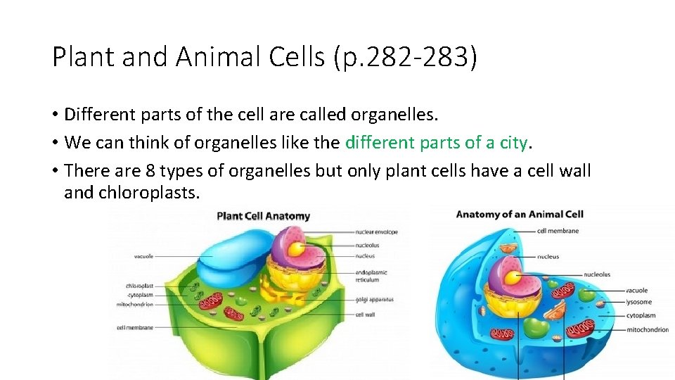 Plant and Animal Cells (p. 282 -283) • Different parts of the cell are