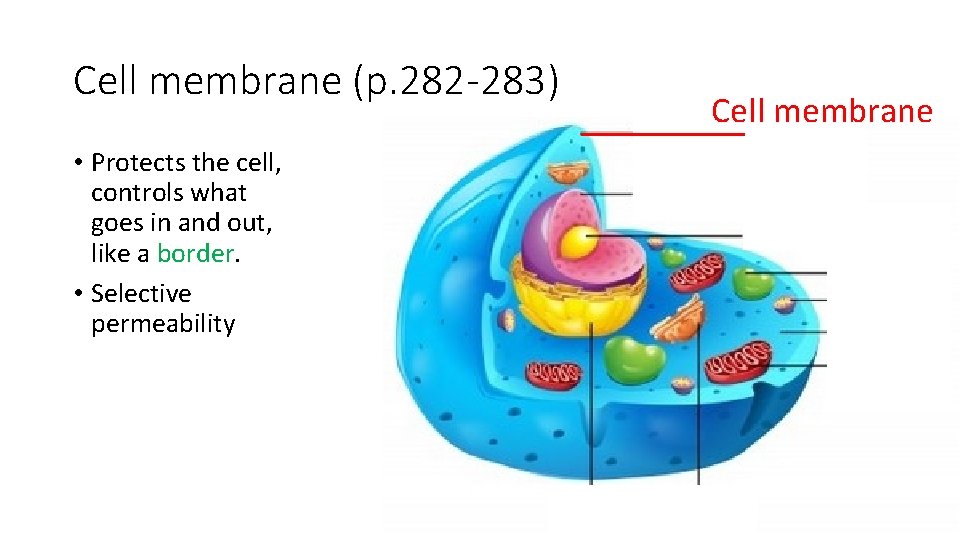 Cell membrane (p. 282 -283) • Protects the cell, controls what goes in and