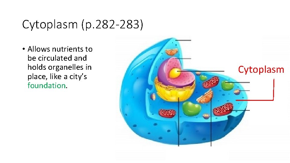 Cytoplasm (p. 282 -283) • Allows nutrients to be circulated and holds organelles in